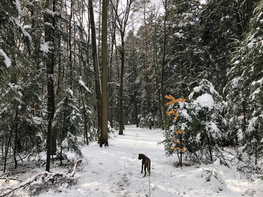 Boxer-Welpe in Schneelandschaft