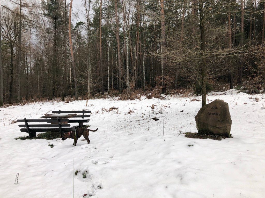 Grubers Eiche im Winter