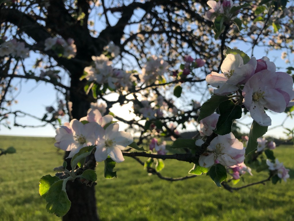 Apfelblüten in der Sonne