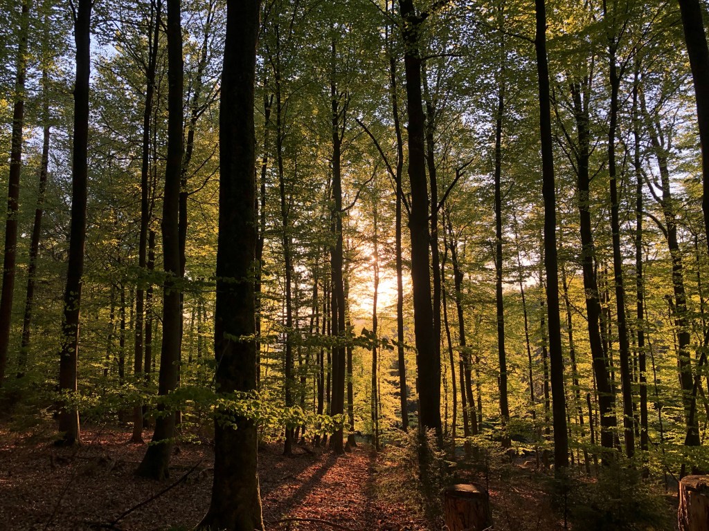 Wald mit einstrahlender Sonne